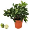 Limette CITRUS LIMETTA ROSSALIMETTE im Topf und halbierte Limette