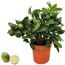 Limette CITRUS LIMETTA ROSSALIMETTE im Topf und halbierte Limette