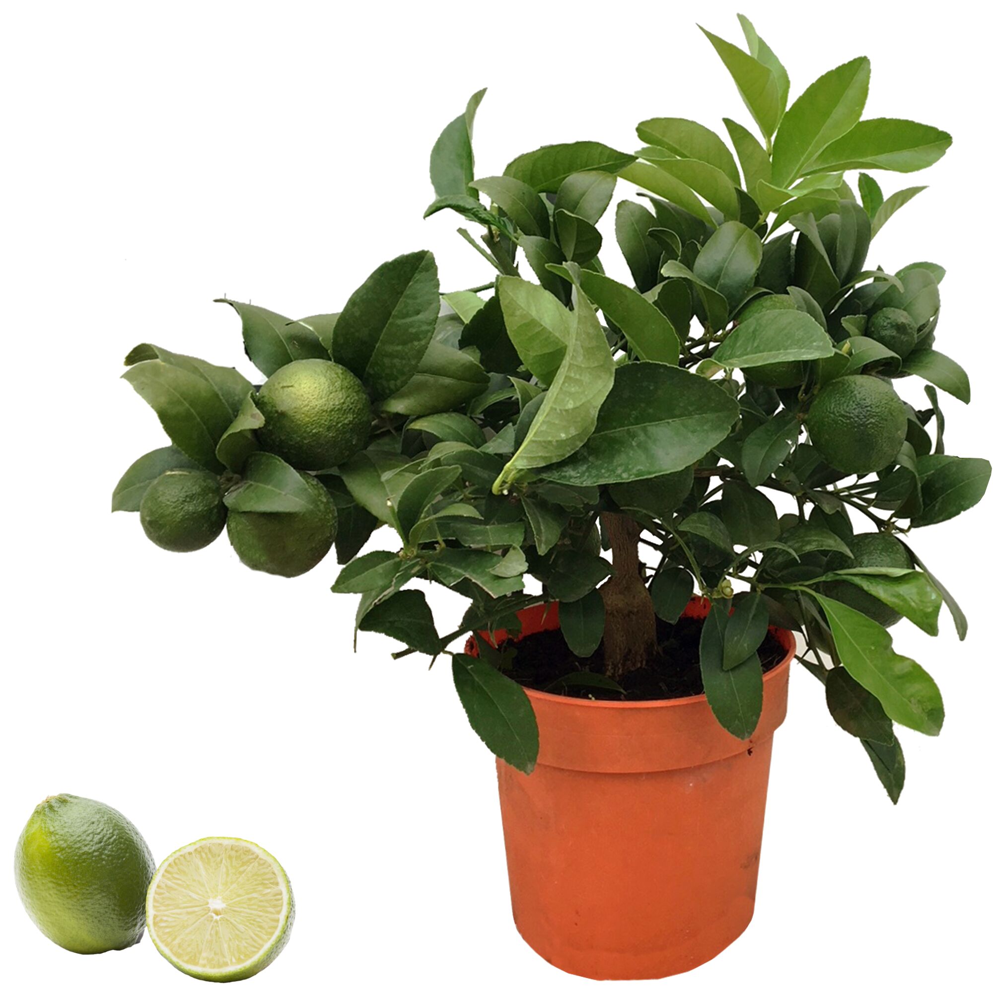 Limette CITRUS LIMETTA ROSSALIMETTE im Topf und halbierte Limette