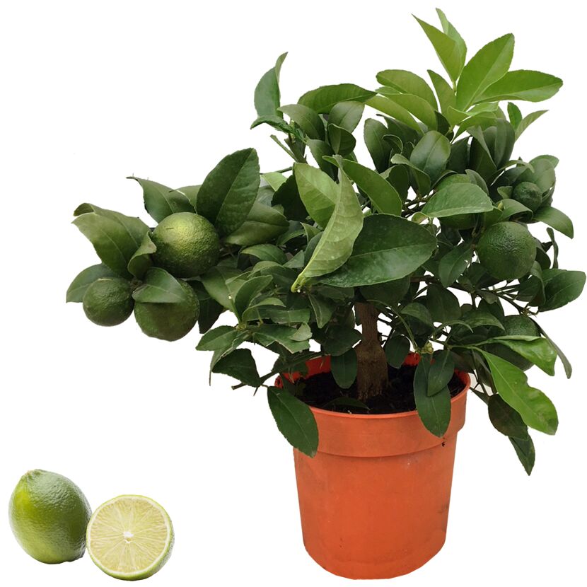 Limette CITRUS LIMETTA ROSSALIMETTE im Topf und halbierte Limette