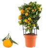 Calamondin-Orangenbäumchen mit Früchten und Blättern