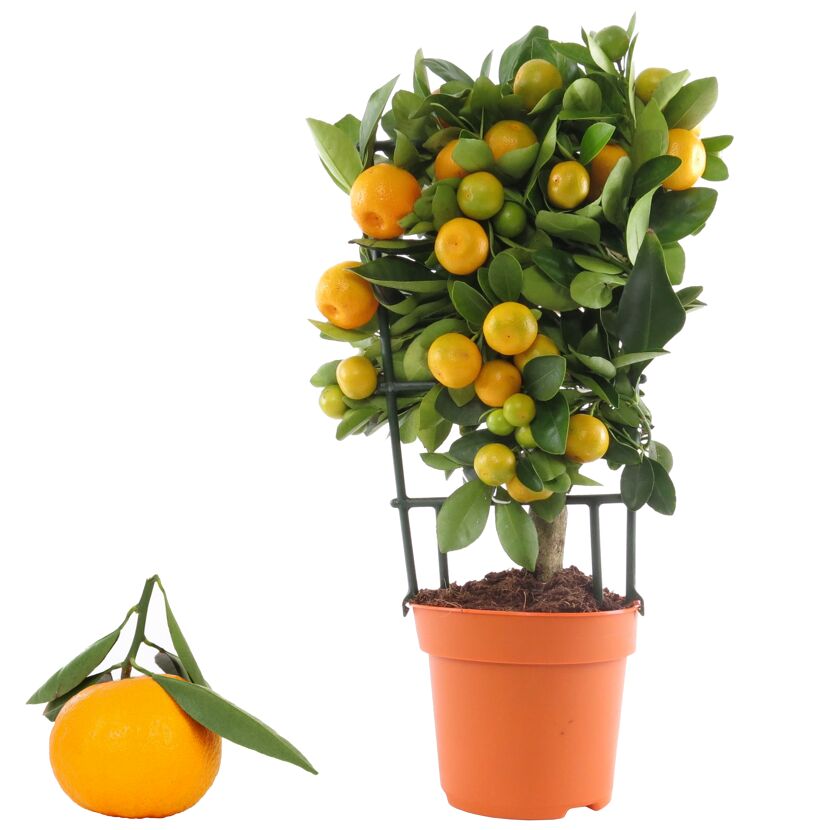 Calamondin-Orangenbäumchen mit Früchten und Blättern