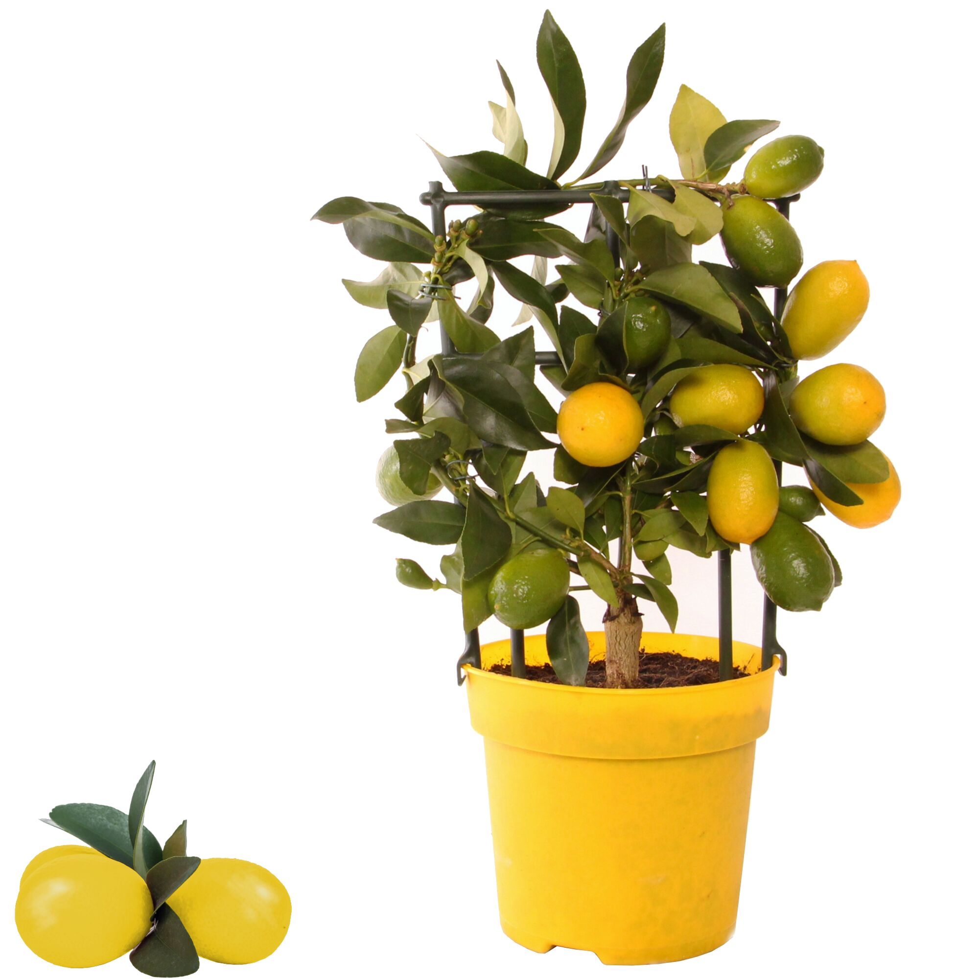 Calamondin-Orange im gelben Topf