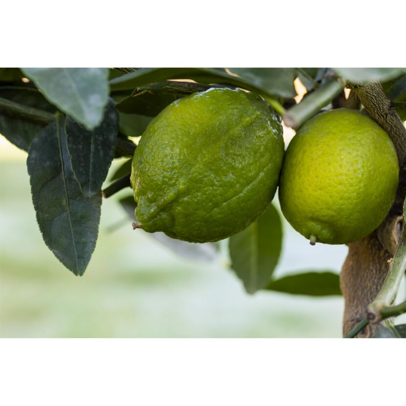 Zwei grüne Limetten am Baum
