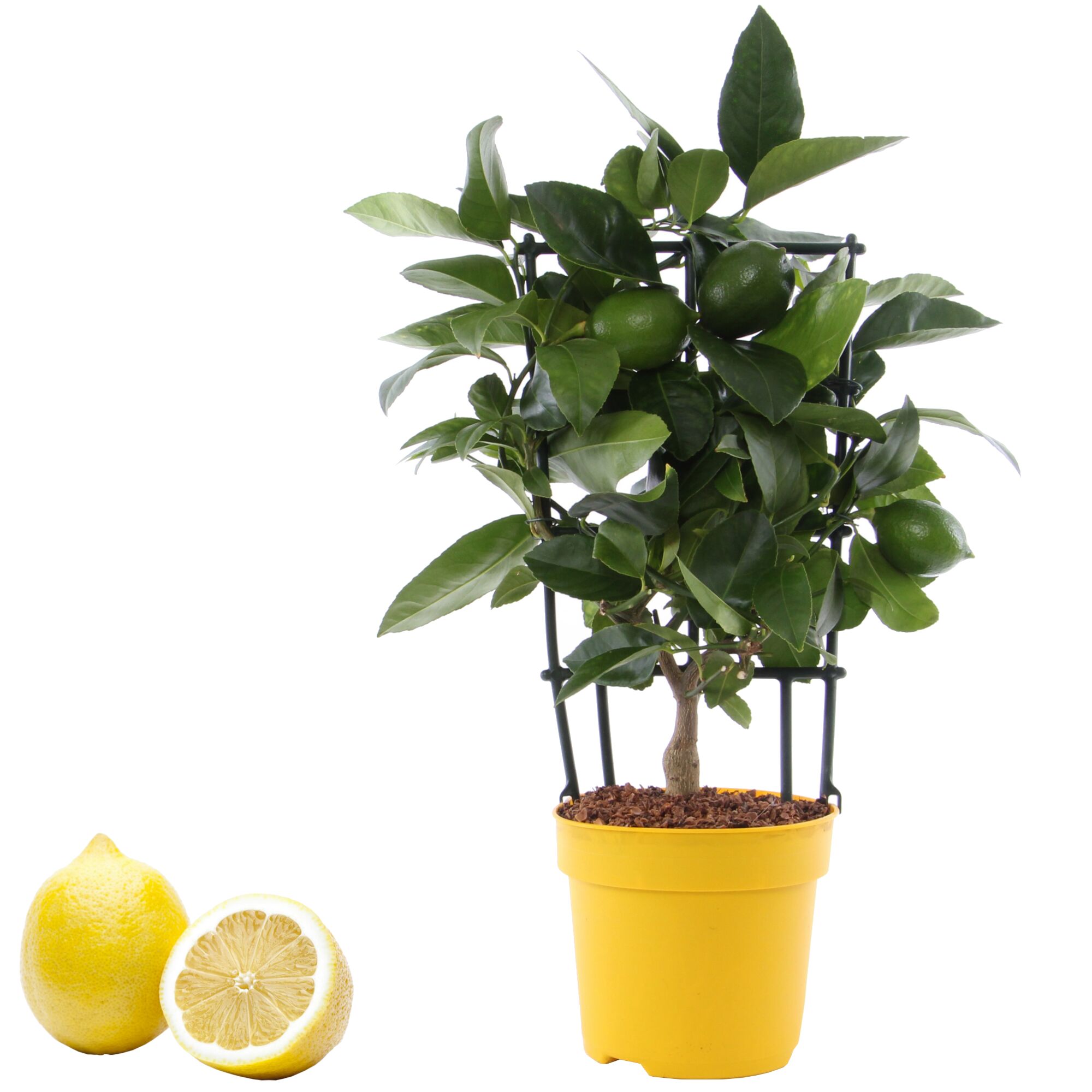 Meyer-Zitronenbaum mit Früchten und zwei Zitronen