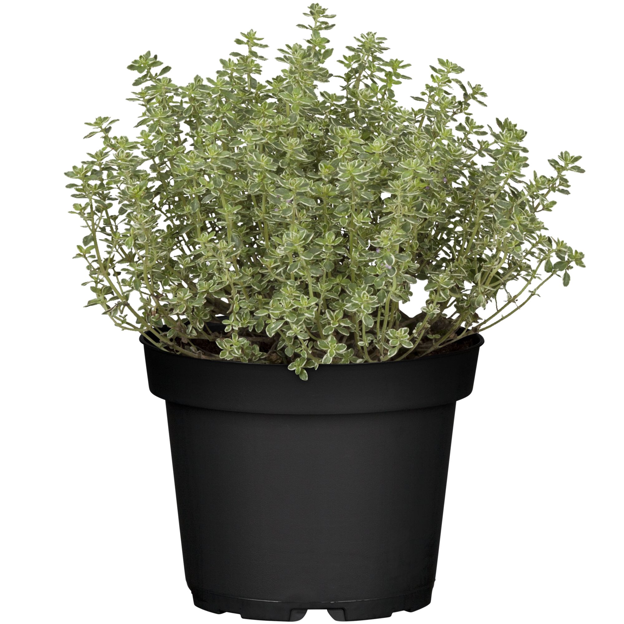 Thymianpflanze im schwarzen Topf
