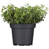 Oregano-Pflanze in einem schwarzen Topf