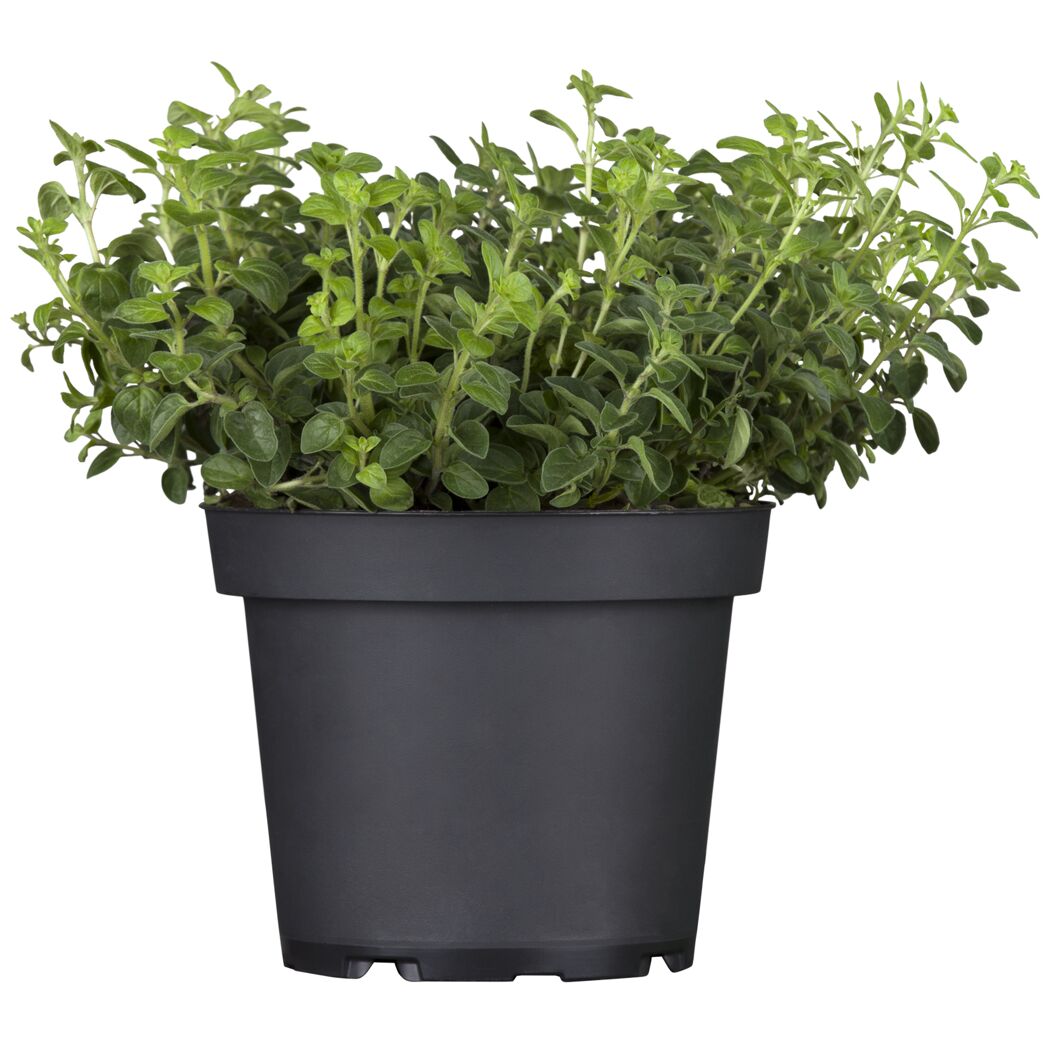 Oregano-Pflanze in einem schwarzen Topf