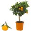 Calamondin-Orangenbäumchen im Topf und einzelne Frucht