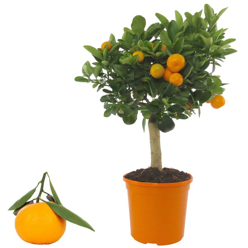 Calamondin-Orangenbäumchen im Topf und einzelne Frucht