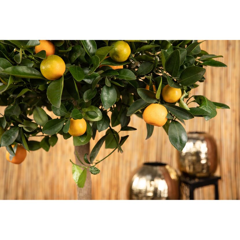 Calamondin-Orange mit Früchten und Blättern
