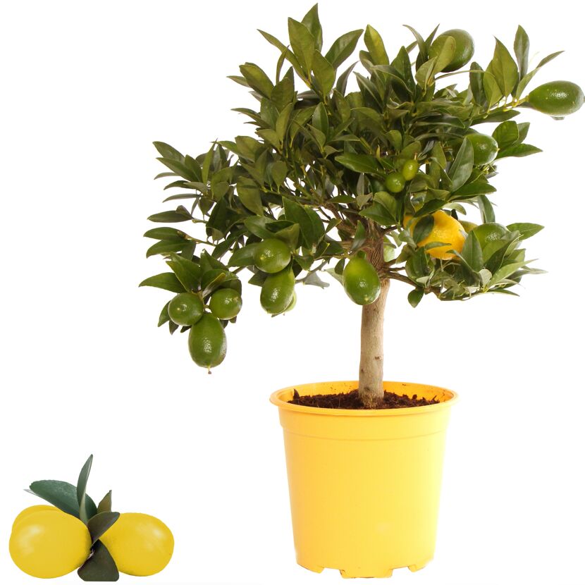 Zitronenbaum mit Früchten in gelbem Topf
