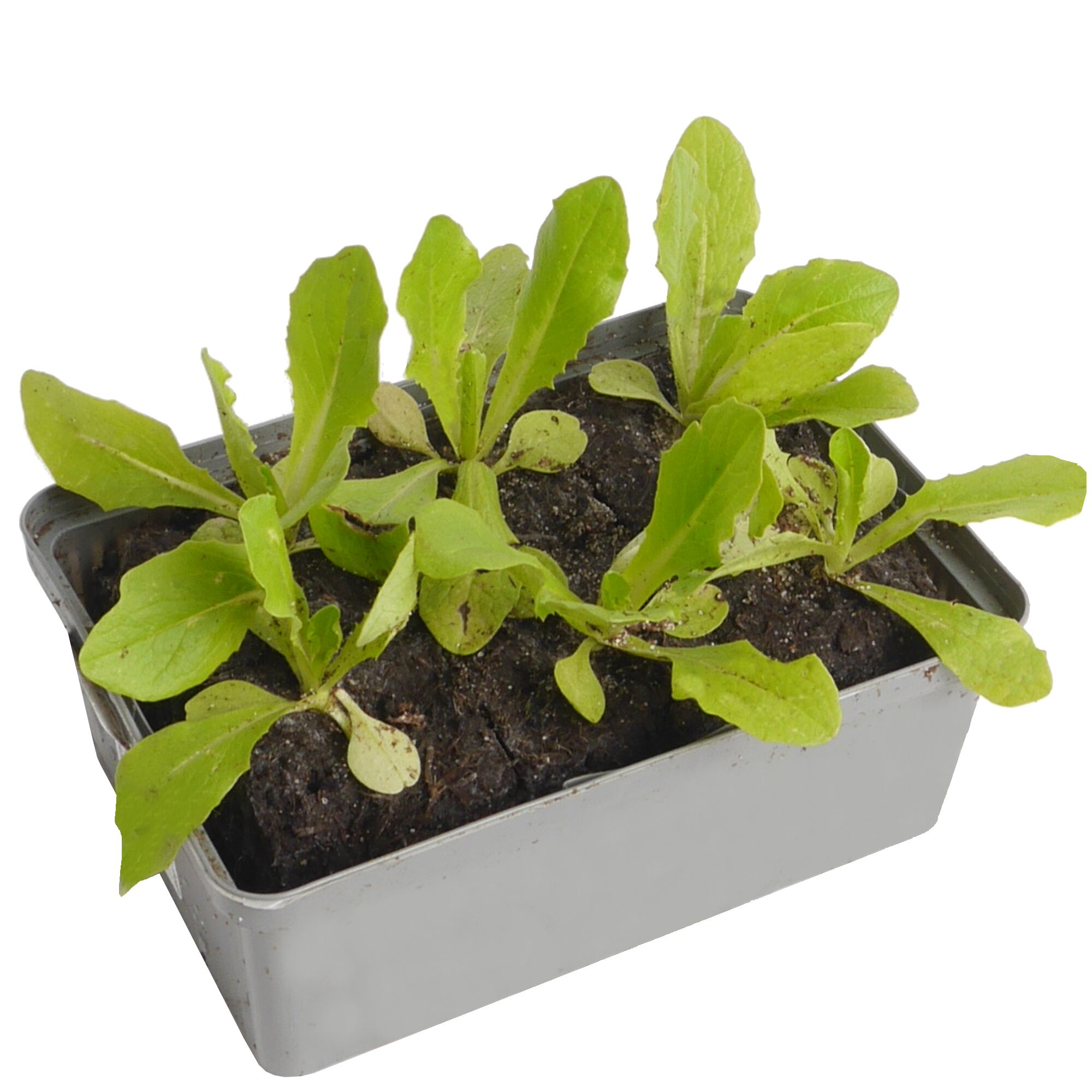 Kopfsalat-Setzlinge in Anzuchtschale