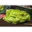 Verkleinertes Bild von Kopfsalat grün 6er-Schale