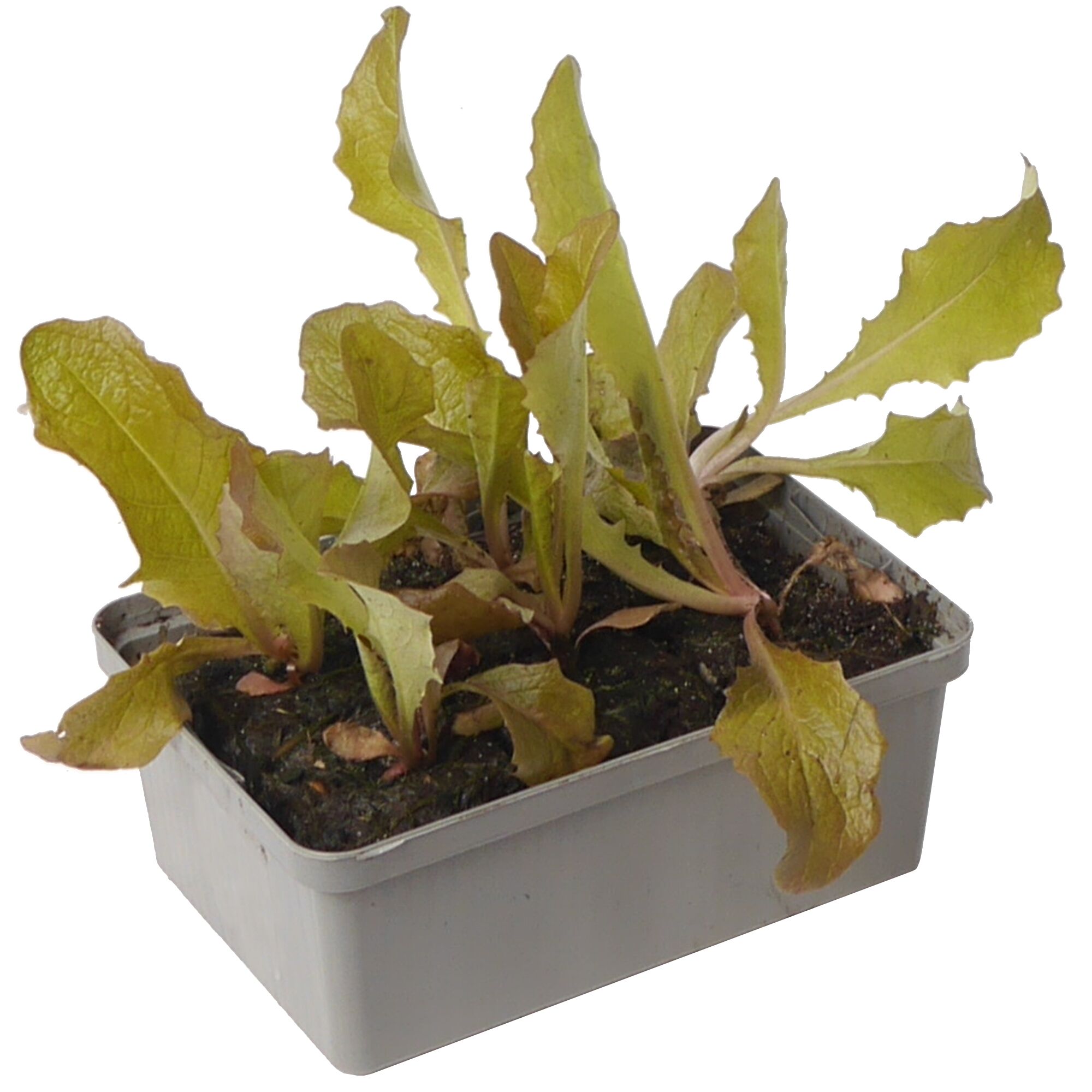 Junger Kopfsalat in Anzuchtschale