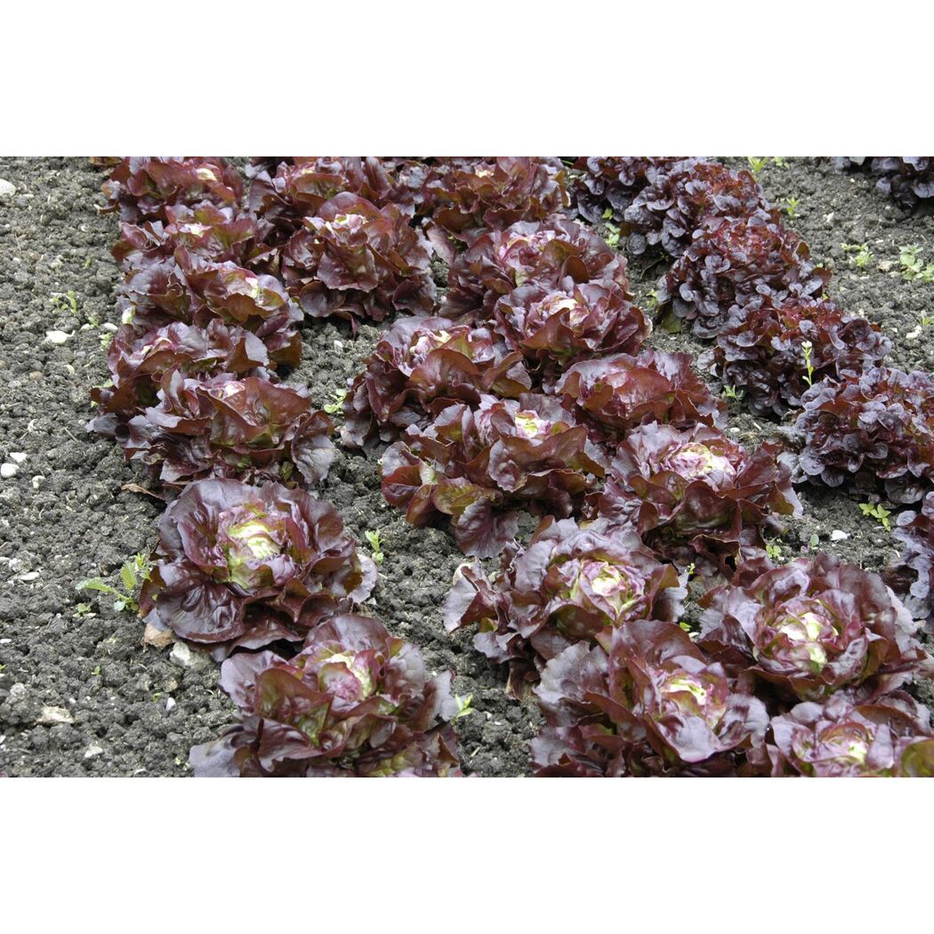 Rote Salatherzen im Beet