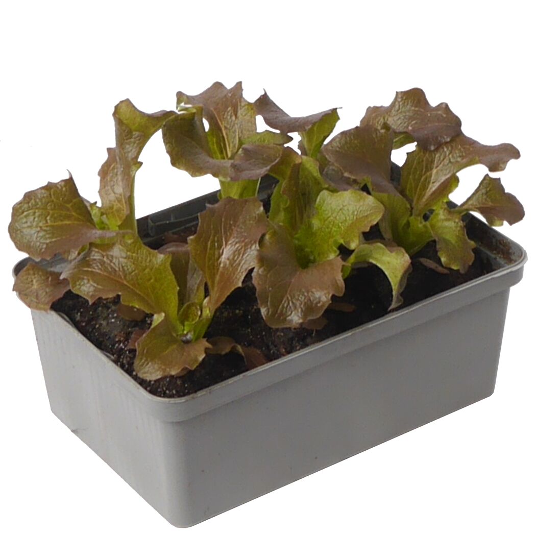 Eissalat rot 6er-Schale
