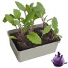 Kohlrabi-Setzlinge in Anzuchtschale
