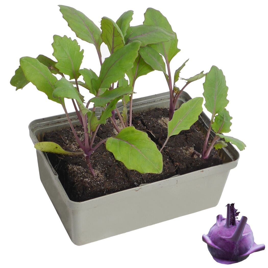 Kohlrabi-Setzlinge in Anzuchtschale