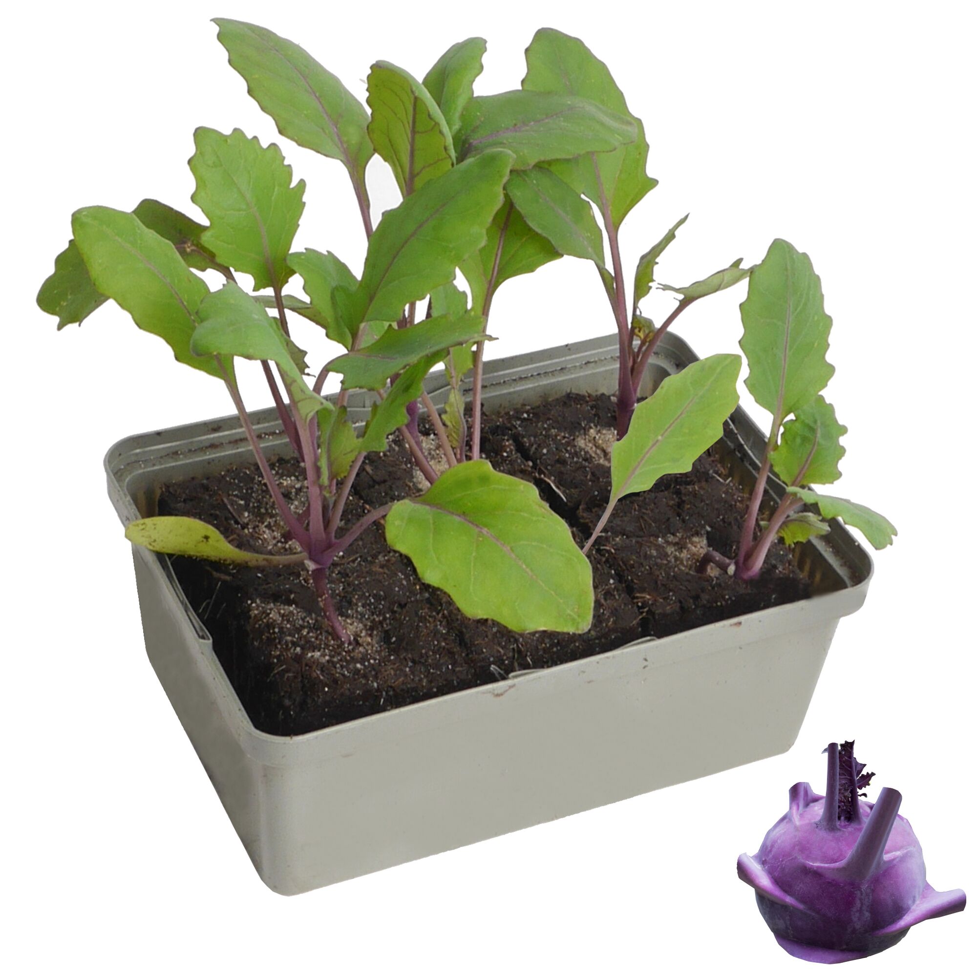 Kohlrabi-Setzlinge in Anzuchtschale