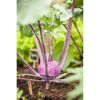 Lila Kohlrabi wächst im Gartenbeet.