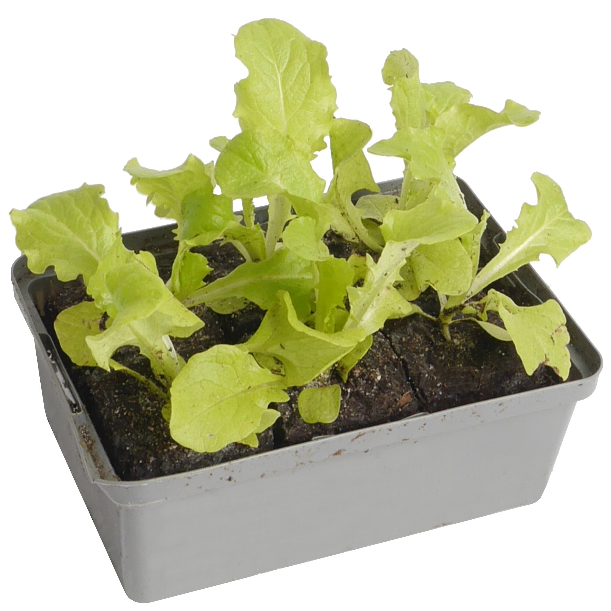 Junger Salat in Anzuchtschale