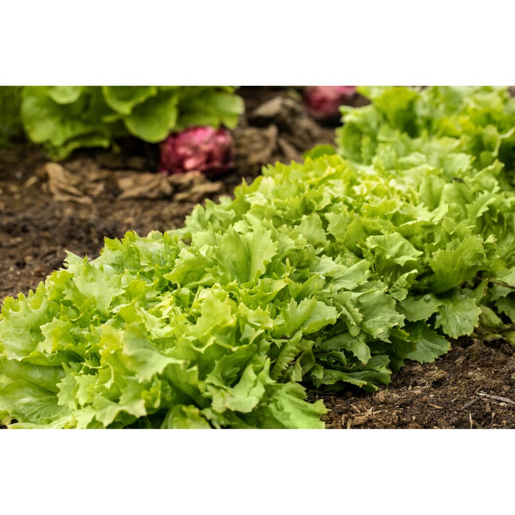 Grüne Salatköpfe im Beet