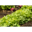 Verkleinertes Bild von Eichenlaubsalat grün 6er-Schale