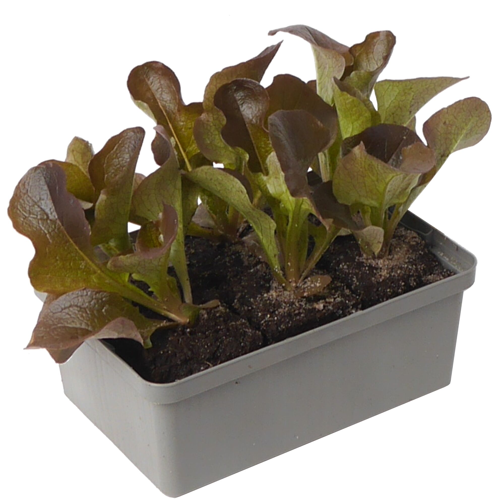 Rotbrauner Pflänzlinge im grauen Kunststoffbehälter