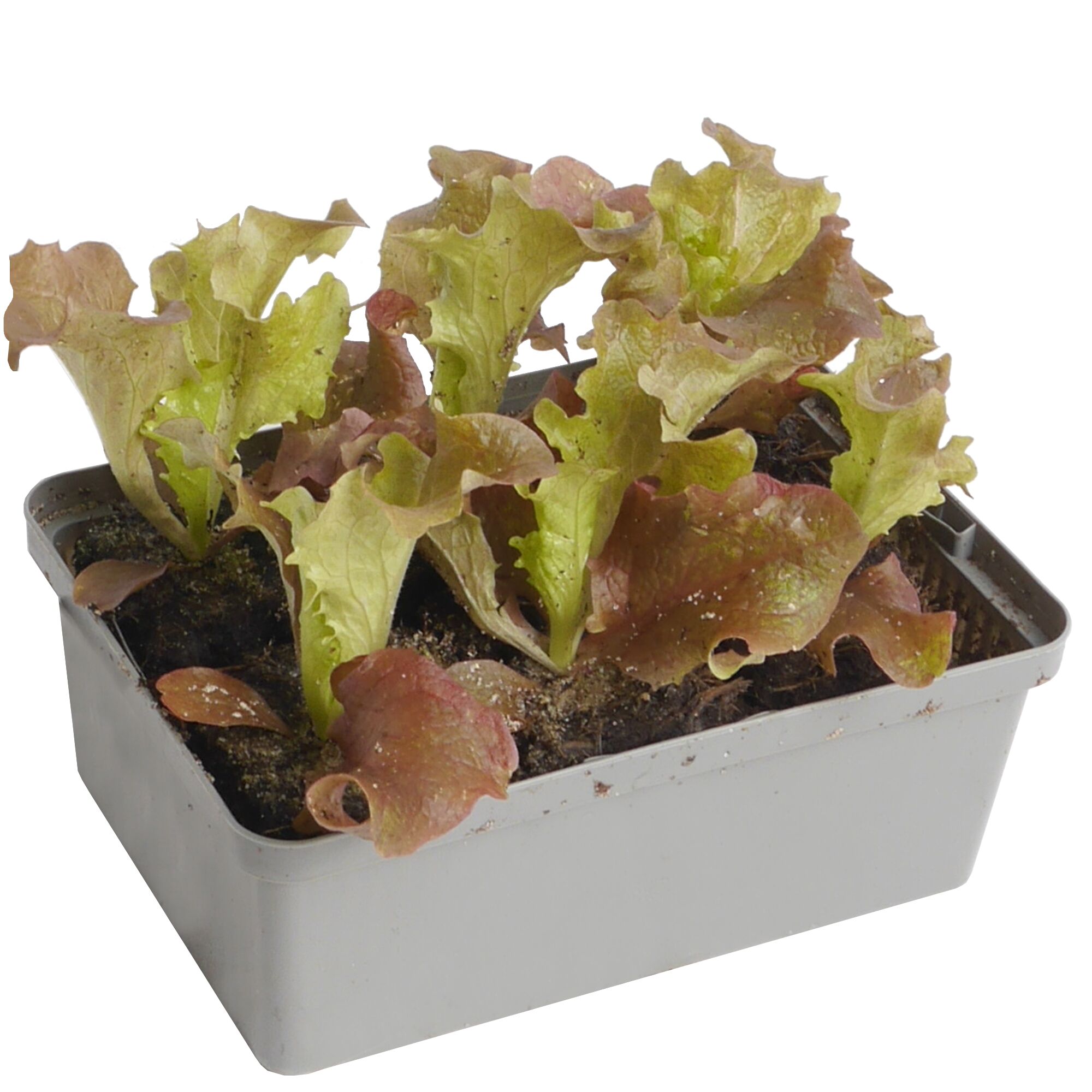 Roter Lollo-Salat in Anzuchtschale