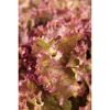 Nahaufnahme von rotem Lollo-Salat