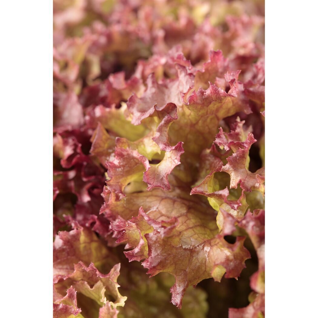 Nahaufnahme von rotem Lollo-Salat