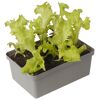 Grüner Lollo Salat in grauer Plastikschale