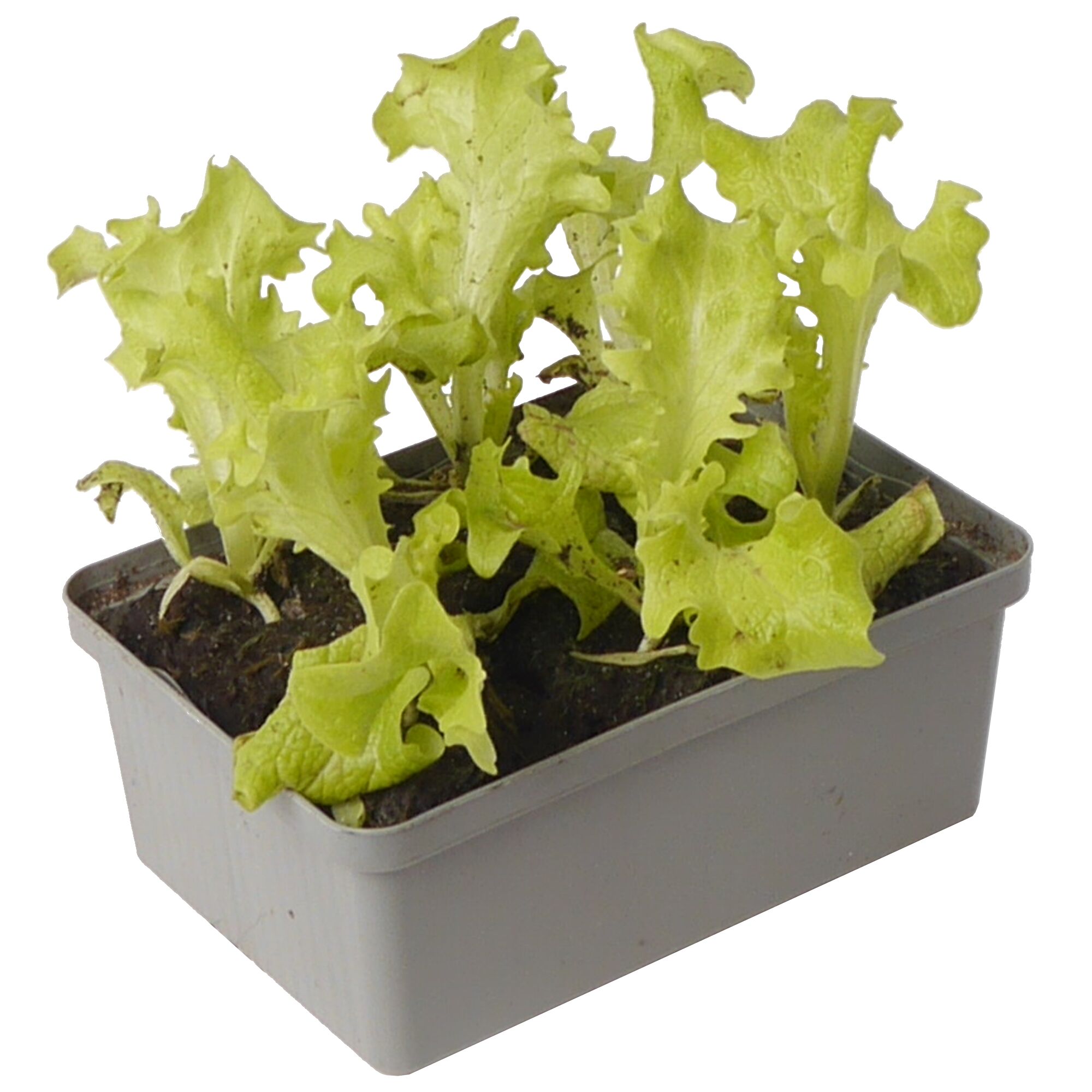 Grüner Lollo Salat in grauer Plastikschale