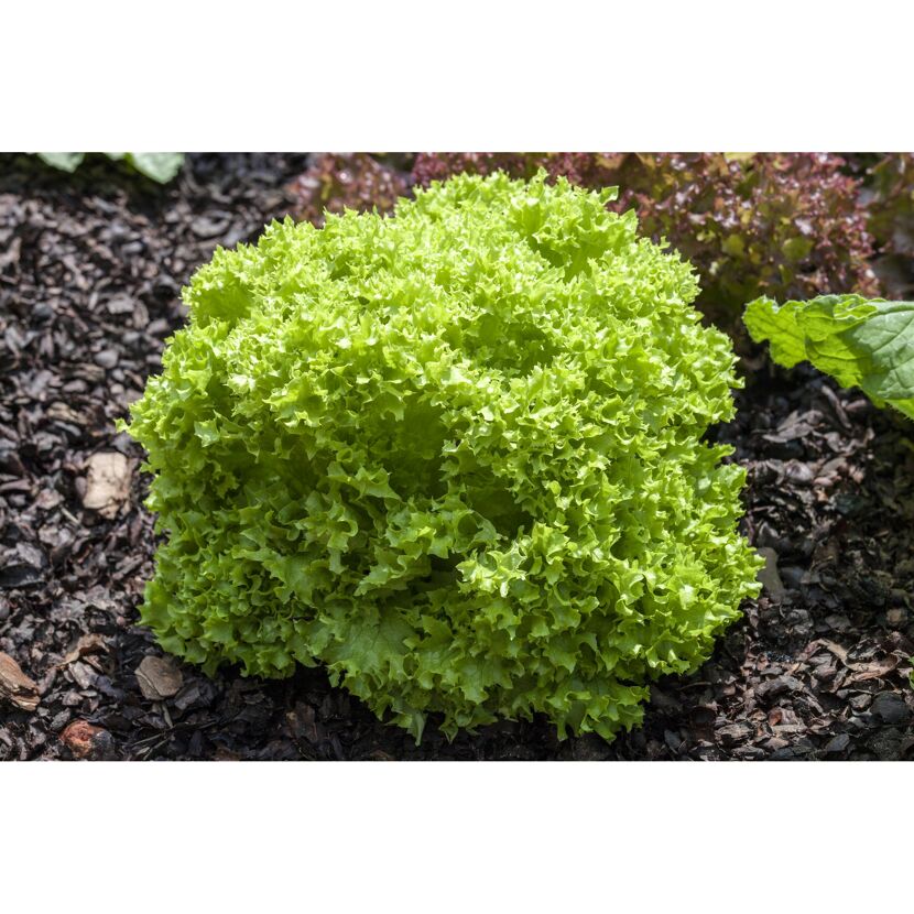 Grüner Kopfsalat im Beet