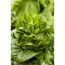 Römersalat