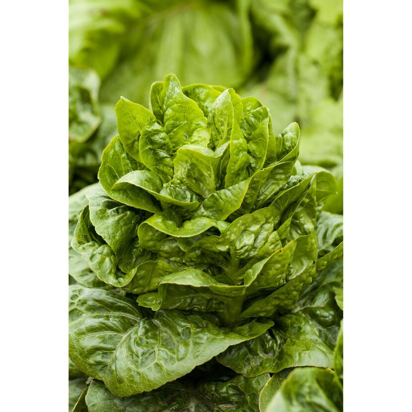 Römersalat