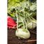 Kohlrabi 'Superschmelz' 6er-Schale