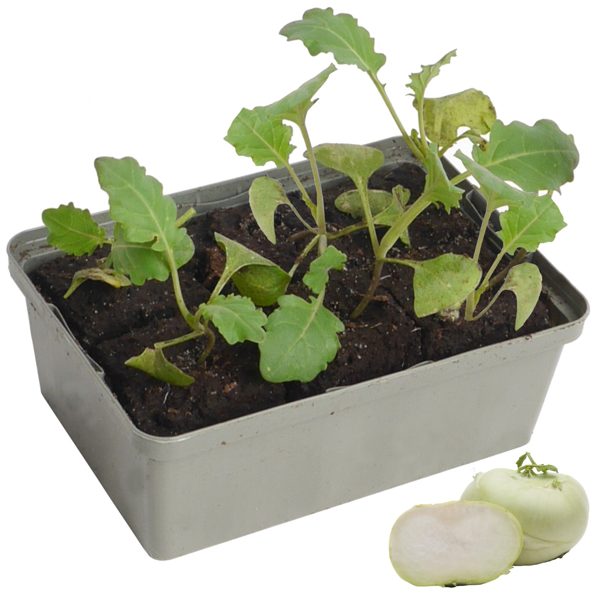 Kohlrabi-Setzlinge in Anzuchttopf und eine Knolle