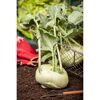 Kohlrabi weiß 6er-Schale