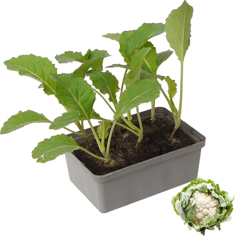 Blumenkohlpflanze im Topf und Blumenkohl