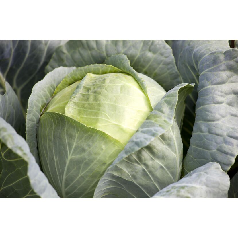 Weißkohl
