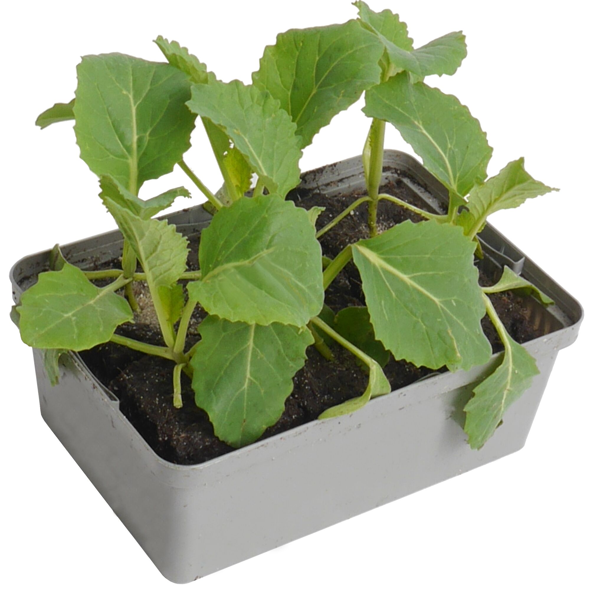 Wirsingpflanze in Anzuchtschale