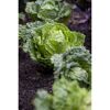 Wirsing im Beet