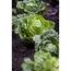 Wirsing im Beet