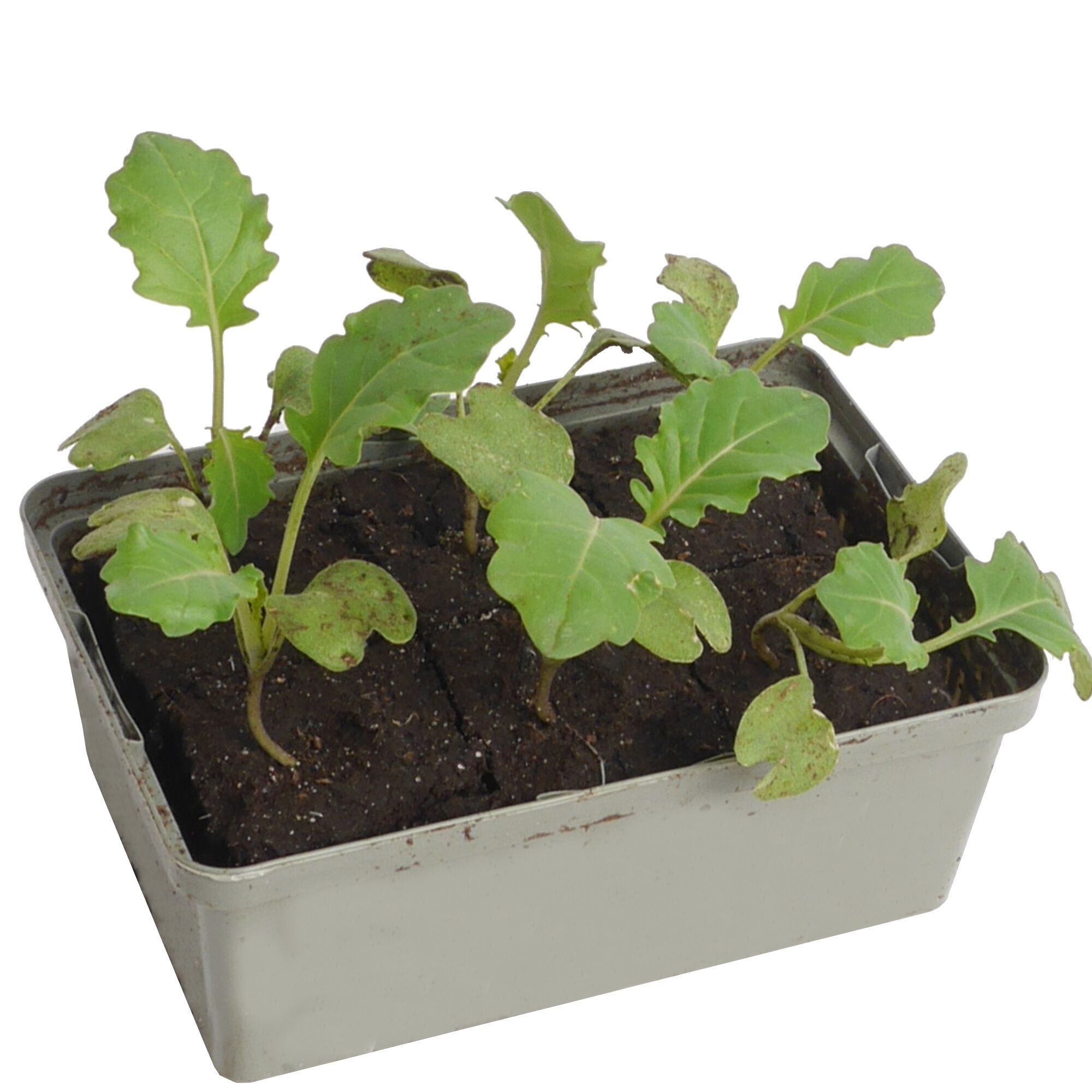 Junge Brokkoli-Pflanzen in Anzuchtschale