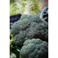 Verkleinertes Bild von Broccoli 6er-Schale