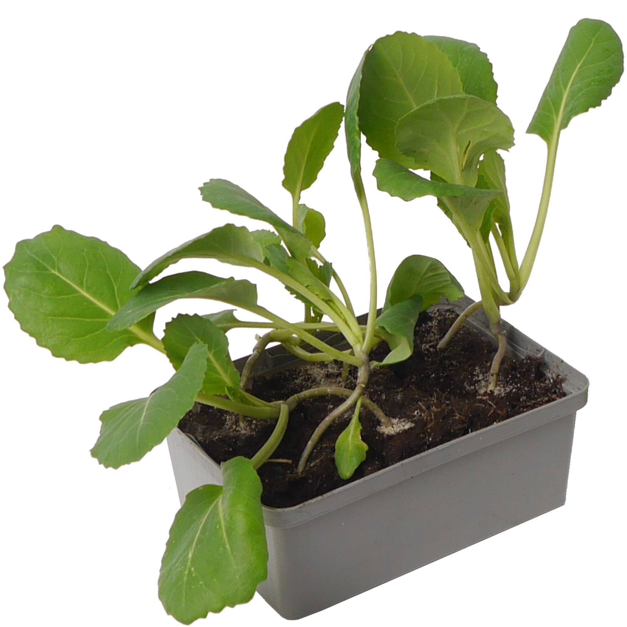 Spitzkohljungpflanze im grauen Kunststoffbehälter