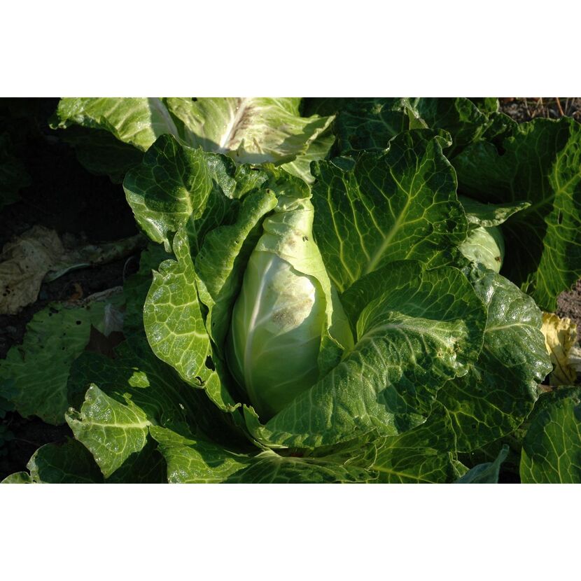 Spitzkohl