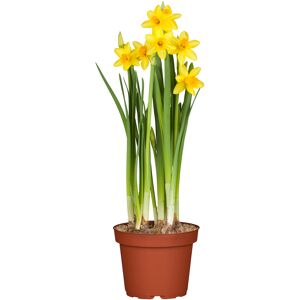 Narzisse verschiedene Sorten 12 cm Topf